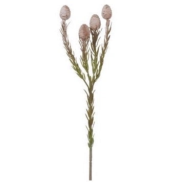 Leucadendron Spray - 22"