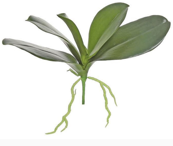 Large Phalaenopsis Orchid Foliage - 16"
