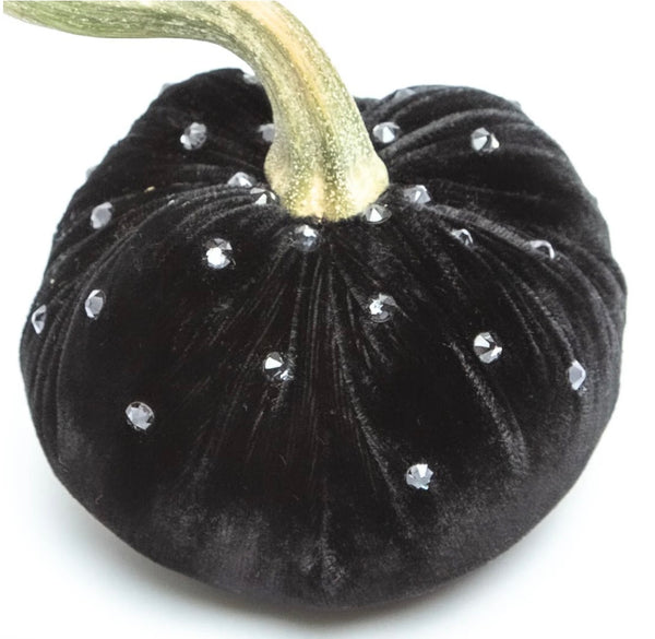 Hot Skwash Ebony Velvet Pumpkins