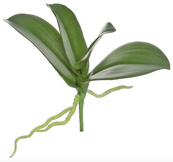 Small Phalaenopsis Orchid Foliage - 11"