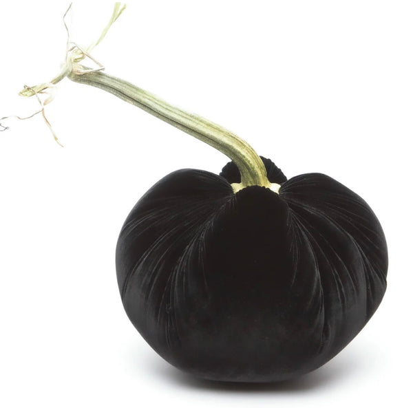 Hot Skwash Ebony Velvet Pumpkins
