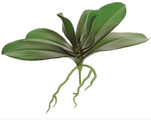 Phalaenopsis Orchid Leaf Plant - 11.5"