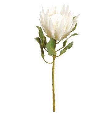 Cream King Protea Stem - 29"