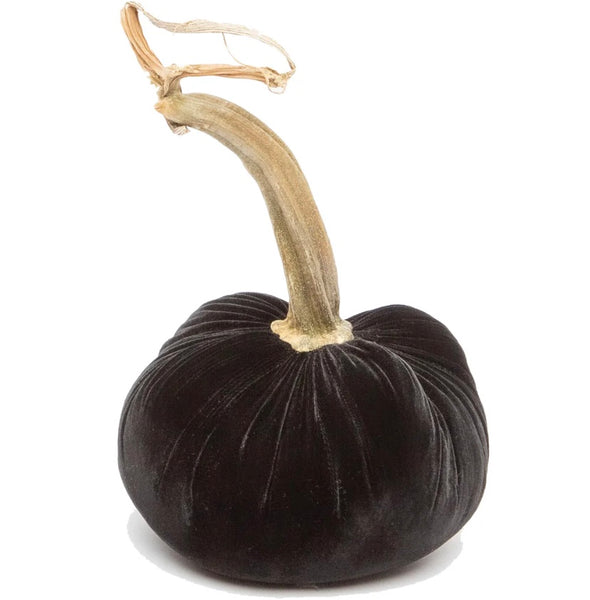 Hot Skwash Ebony Velvet Pumpkins