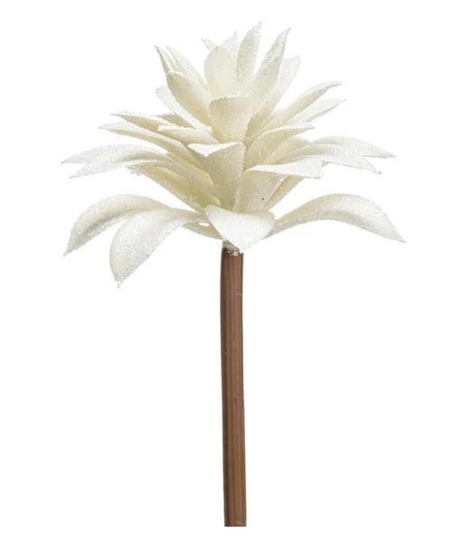 White Glittered Echeveria Succulent