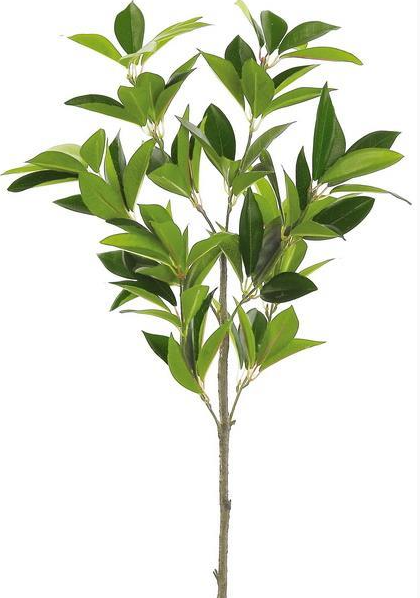 Myrtle Leaf Branch - 28"