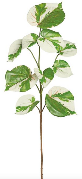 Variegated Sea Hibiscus Vine - 39"
