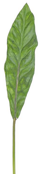 Aspidistra Leaf - 32"