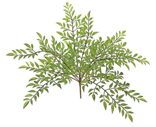 Nandina Leaf Bush - 15"