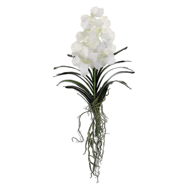 White Vanda Orchid with Roots - 20.5"