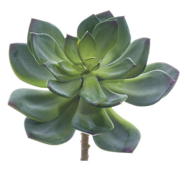 Echeveria Pick - 6" Green