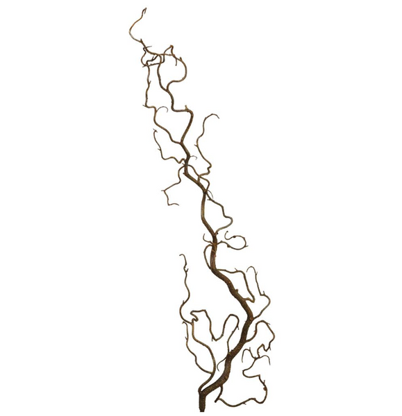 Curly Willow Branch - 36.5"