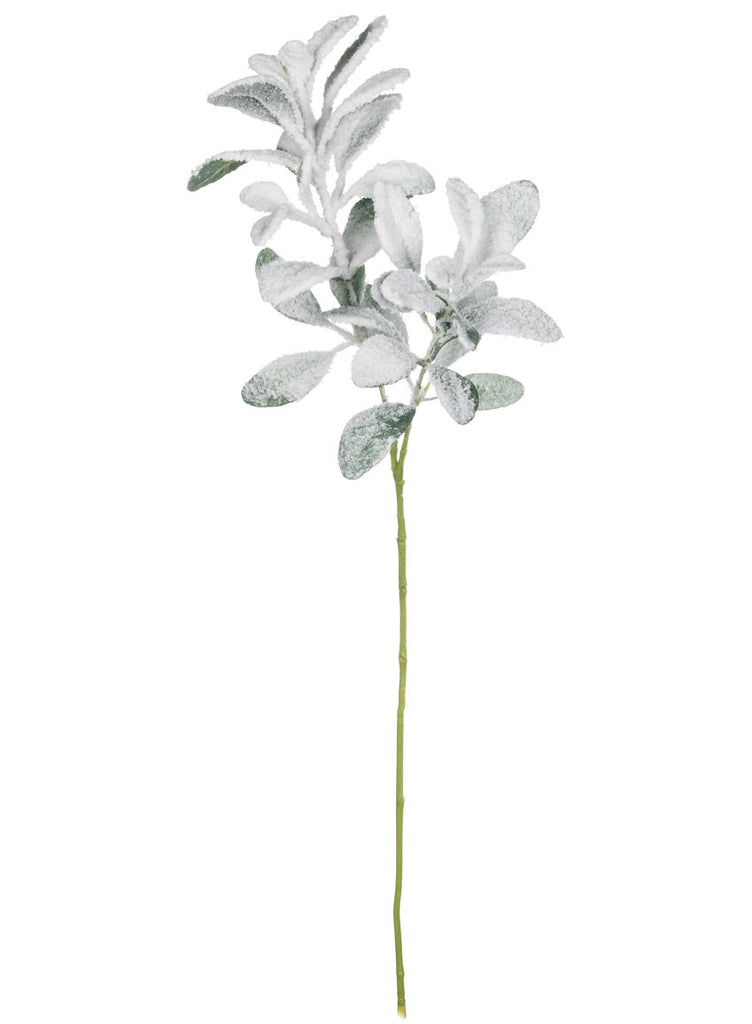 Lambs Ear with Snow Spray