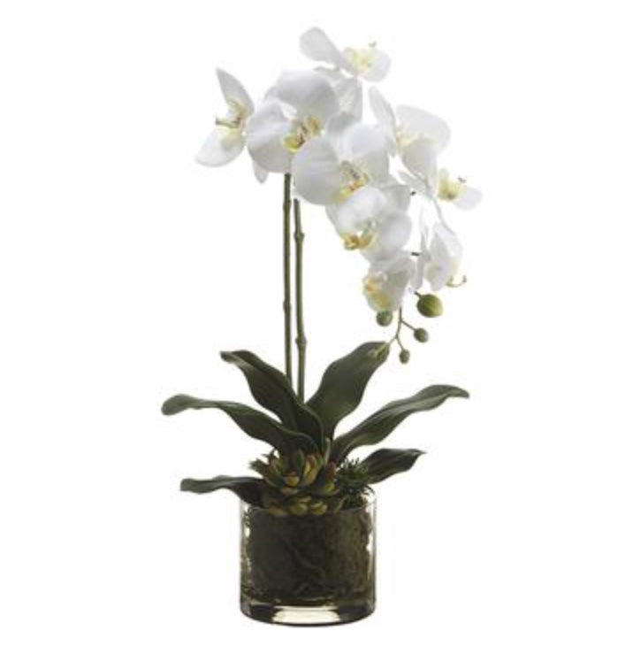 Phalaenopsis Orchid in Glass Vase