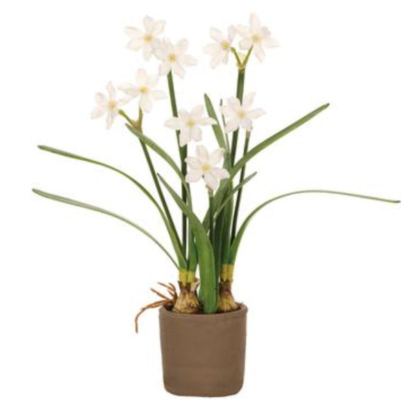 Potted Paperwhite Plant