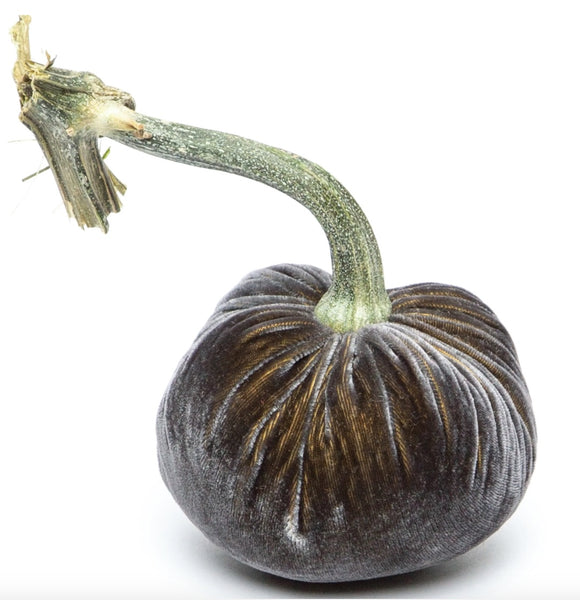 Hot Skwash Graphite Velvet Pumpkin