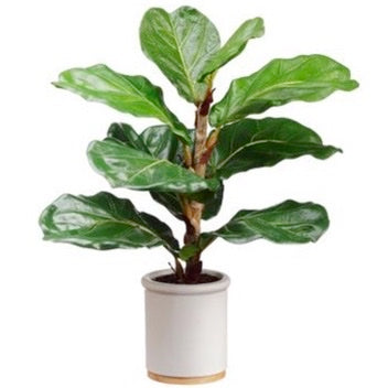 Potted Fiddle Leaf Fig Plant- 17"