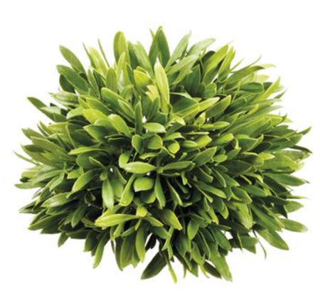 Senecio Succulent Pick - 16"