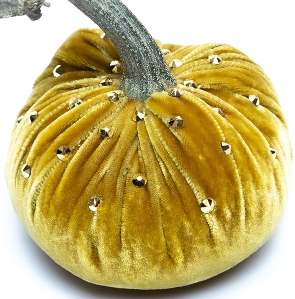 Hot Skwash Gold Velvet Pumpkins