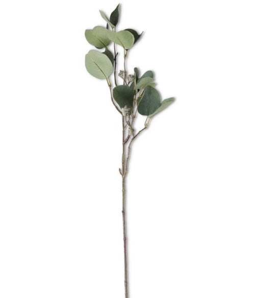 Eucalyptus Stem with Pods
