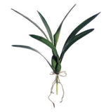 Dancing Orchid Leaf Plant - 18