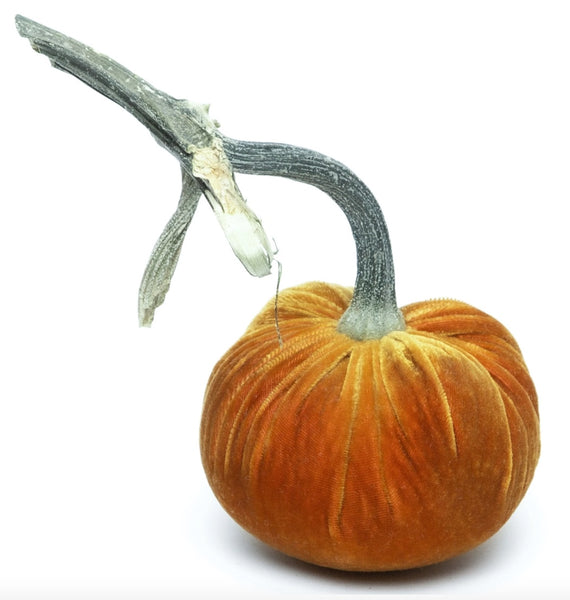 Hot Skwash D'Or Velvet Pumpkins