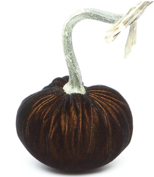 Hot Skwash Black Gold Velvet Pumpkins
