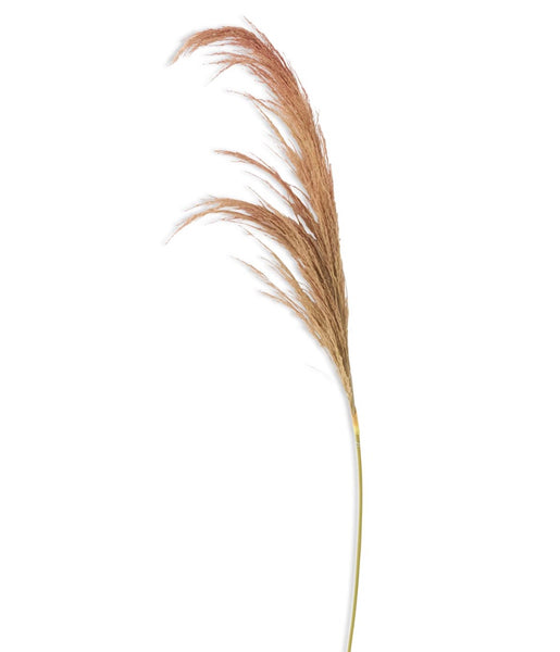 Beige Dried Pampas Grass Spray - 47"