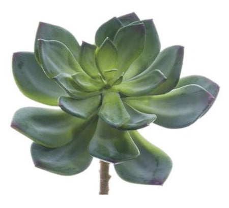 Sprouting Flat Leaf Succulent