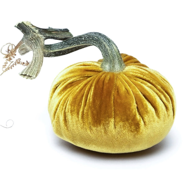Hot Skwash Gold Velvet Pumpkins