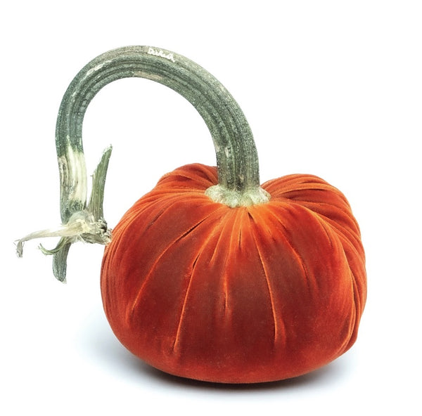 Hot Skwash Apricot Velvet Pumpkin