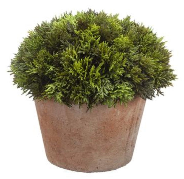 Potted Cypress Plant