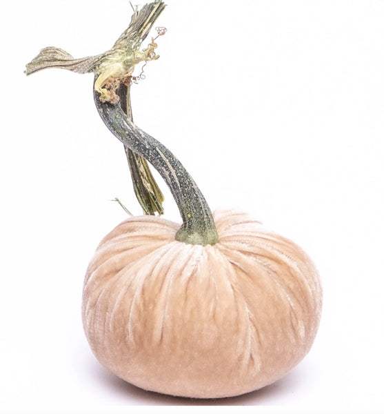 Hot Skwash Bone Velvet Pumpkins