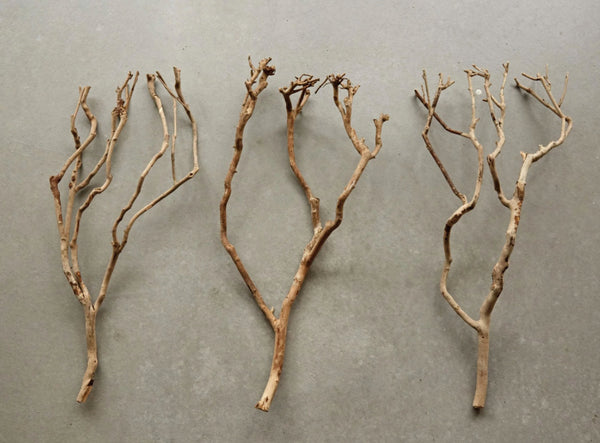 Natural Tea Tree Branch