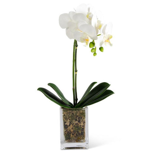 Orchid in Square Glass Vase