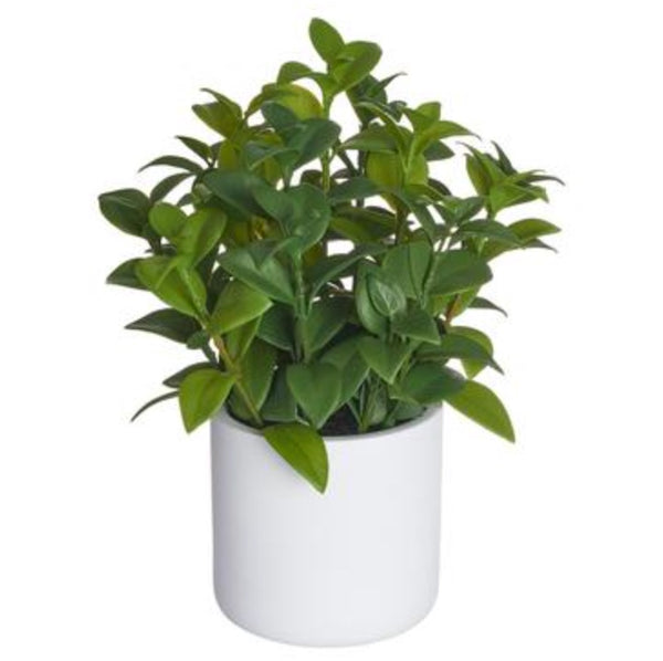 Lipstick Vine Plant in Ceramic Pot