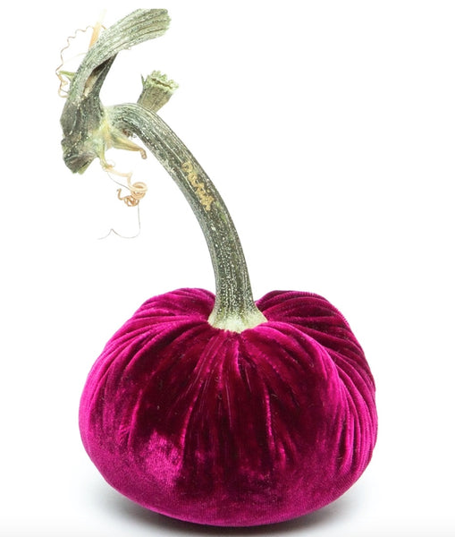 Hot Skwash Magenta Velvet Pumpkin