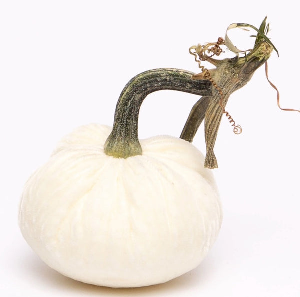 Hot Skwash Ivory Velvet Pumpkin