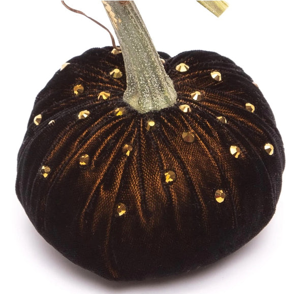 Hot Skwash Black Gold Velvet Pumpkins