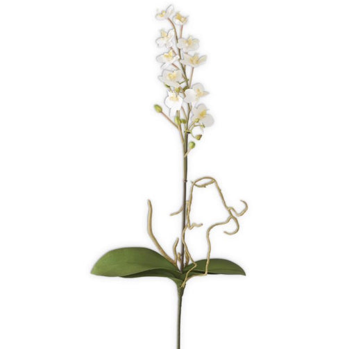 White Mini Orchid Stem with Roots