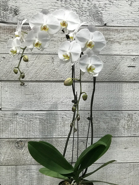 Phalaenopsis Orchid