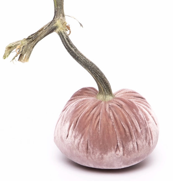 Hot Skwash Champagne Velvet Pumpkins