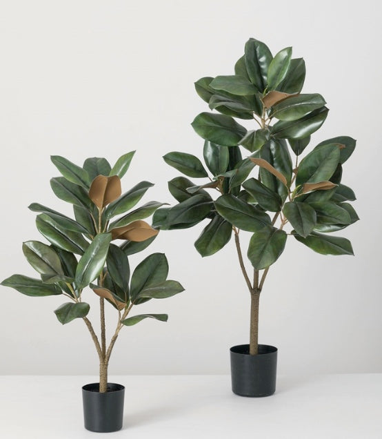 Magnolia Trees