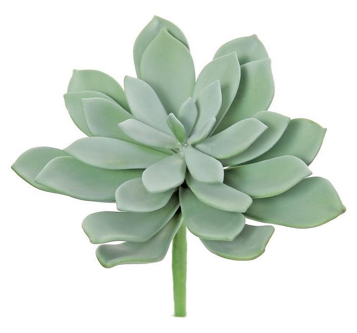 Sword Leaf Succulent