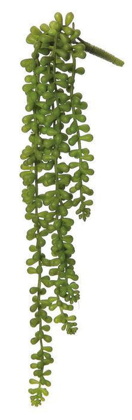 Baby Tears Vine Succulent