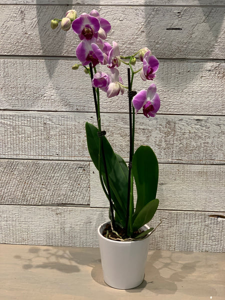 Phalaenopsis Orchid Plants