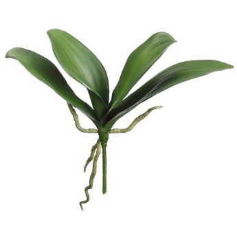 Phalaenopsis Orchid Leaf Plant - 12"