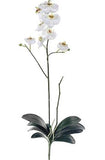 Phalaenopsis Orchid Plant - 31