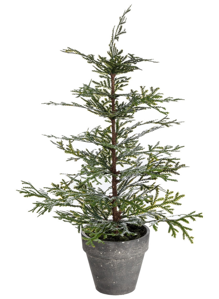 Miniature Cedar Tree in Pot - 18