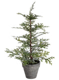 Miniature Cedar Tree in Pot - 18
